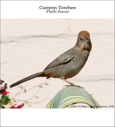 Canyon Towhee-canyon_towhee_proof_640_lo.jpg