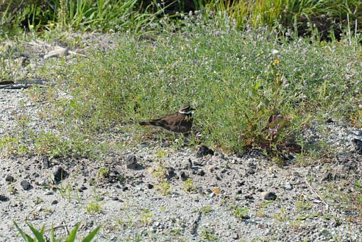 Bird Shots With The D200-dsc_0065-pr.jpg