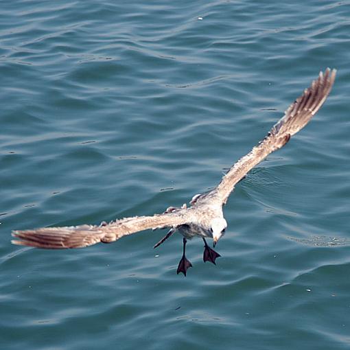 Seagulls at San Pedro-img_3046_sq640.jpg