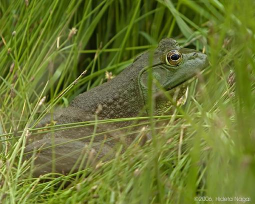 Still Missing-frog-05-17-06.jpg
