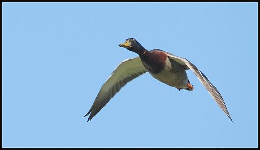 Couple of D200 Nature Shots-duckie2.jpg