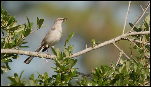 Couple of D200 Nature Shots-mock.jpg