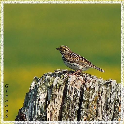 Spring bird ID thread-sparrow-web-copy.jpg