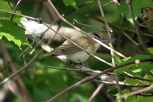 Spring bird ID thread-2023w.jpg