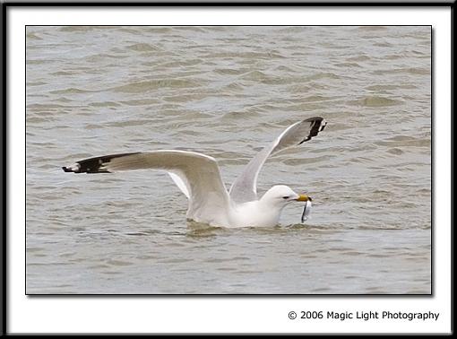 Spring bird ID thread-crw_1824.jpg