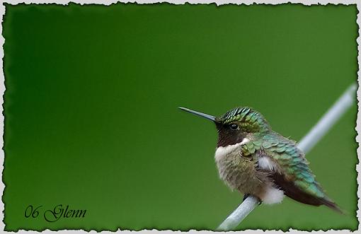 Spring bird ID thread-hummingbird-web.jpg