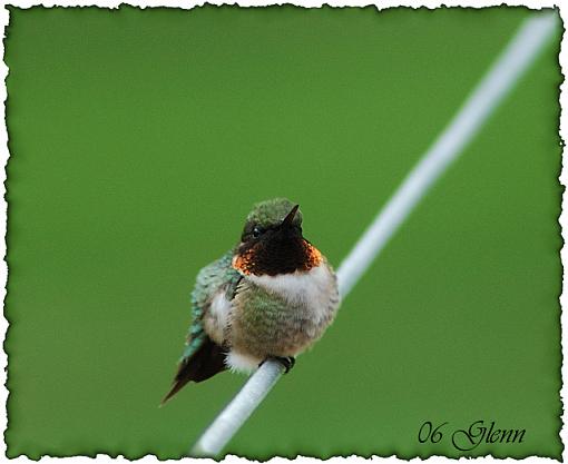 Another View, Hummer-hummingbird-web2.jpg