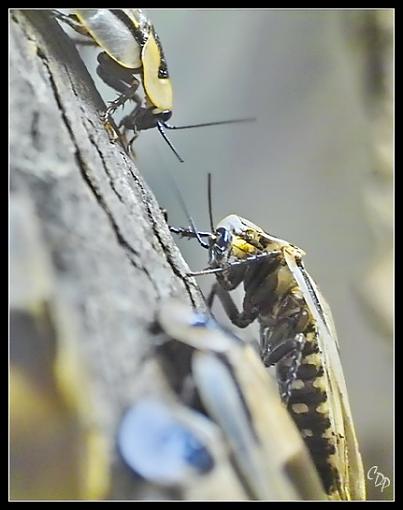 Face to Face - Zoo Shot-groach39.jpg