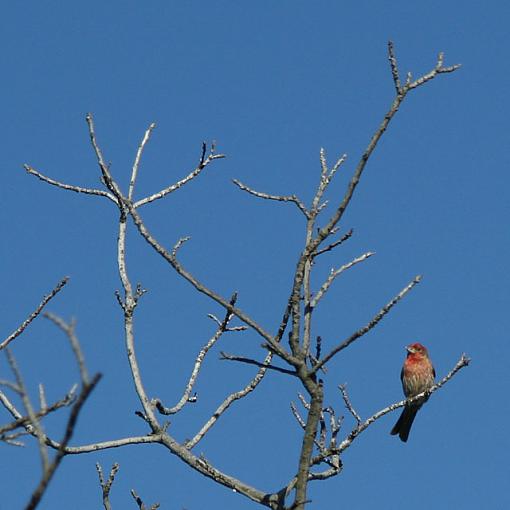 More Birds...-img_3541_w640.jpg