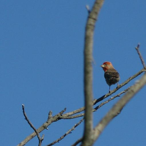 More Birds...-img_3549_w640.jpg