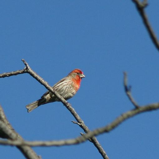 More Birds...-img_3528_w640.jpg