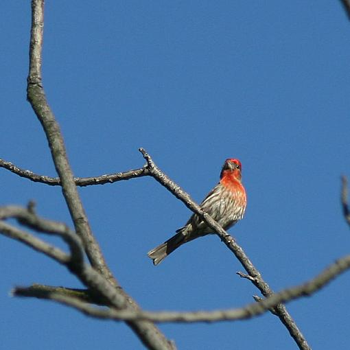 More Birds...-img_3522_w640.jpg