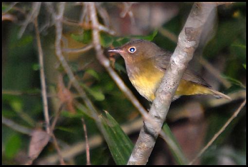 Spring bird ID thread-yellow.jpg