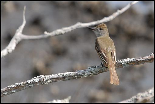 Spring bird ID thread-brown.jpg