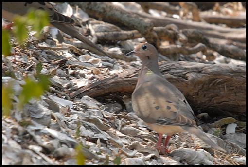 More D200 Nature-dove.jpg