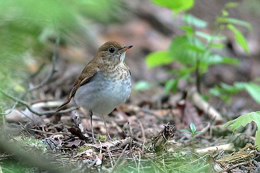 Spring bird ID thread-2152w.jpg