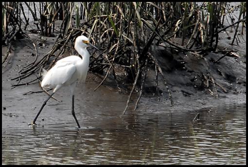 Spring bird ID thread-snow2.jpg