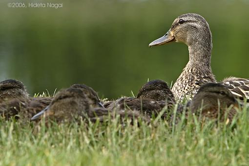 Watching over the Brood-ducks-1-05-24-06.jpg