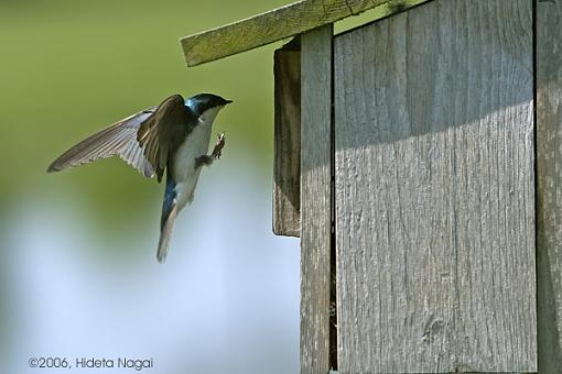 Comings and Goings of a Swift-swift-1-05-24-06.jpg