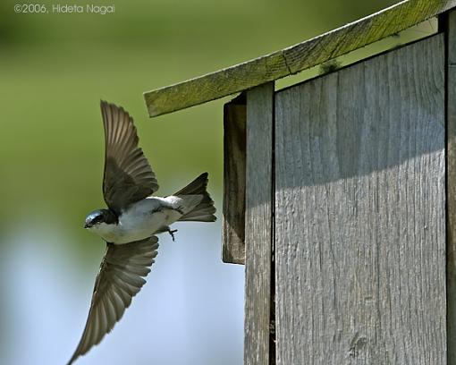 Comings and Goings of a Swift-swift-3-05-24-06.jpg