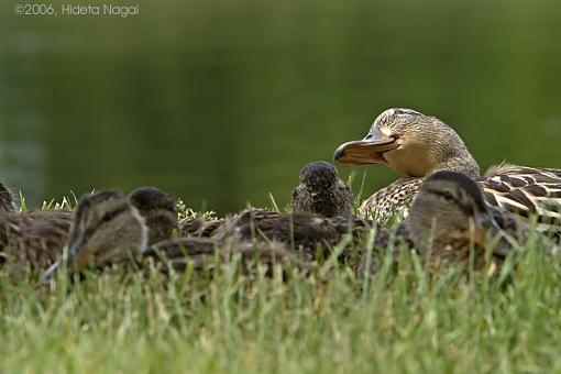 Watching over the Brood-ducks-4-05-24-06.jpg