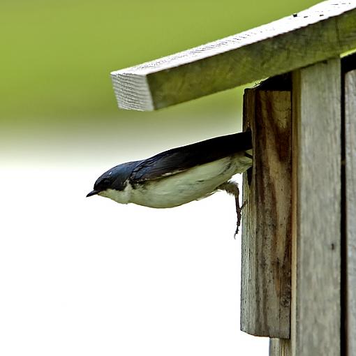 Comings and Goings of a Swift-swift-4-05-24-06.jpg