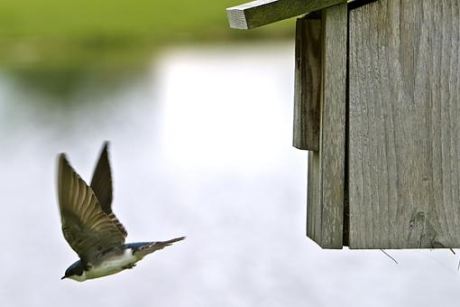 Comings and Goings of a Swift-swift-5-05-24-06.jpg