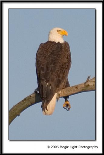 Some Bald Eagles-crw_2159.jpg