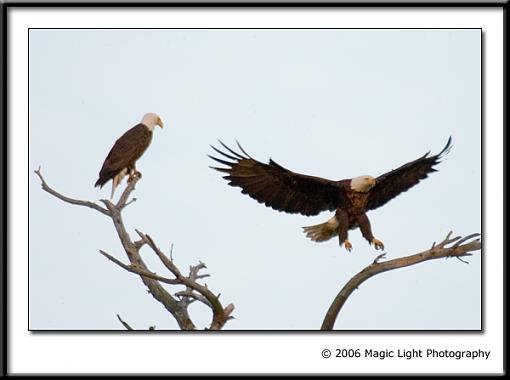 Some Bald Eagles-crw_2229.jpg