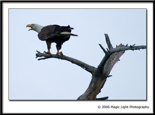 Some Bald Eagles-crw_2244.jpg