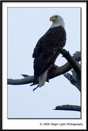 Some Bald Eagles-crw_2247.jpg