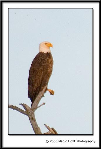 Some Bald Eagles-crw_2218.jpg