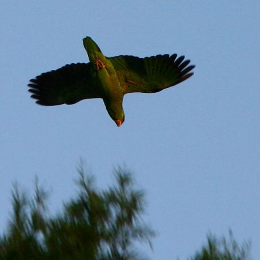 Parrots in the City?-img_3608_sq640.jpg