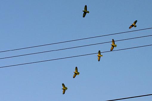 Parrots in the City?-img_3586_w640.jpg