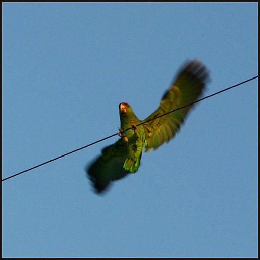 Parrots in the City?-img_3603_sq640.jpg