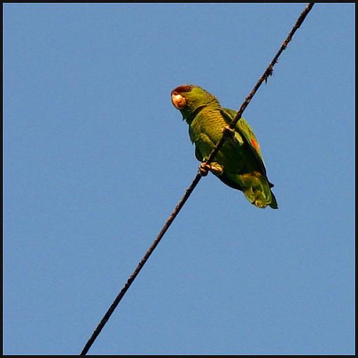 Parrots in the City?-img_3580_sq640.jpg