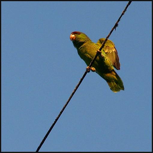 Parrots in the City?-img_3582_sq640.jpg