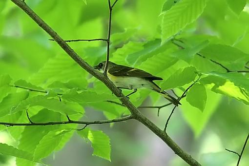 Summer Bird ID Thread-2638w.jpg