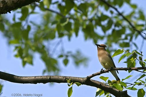 Summer Bird ID Thread-mystery-bird-1-05-27-06.jpg