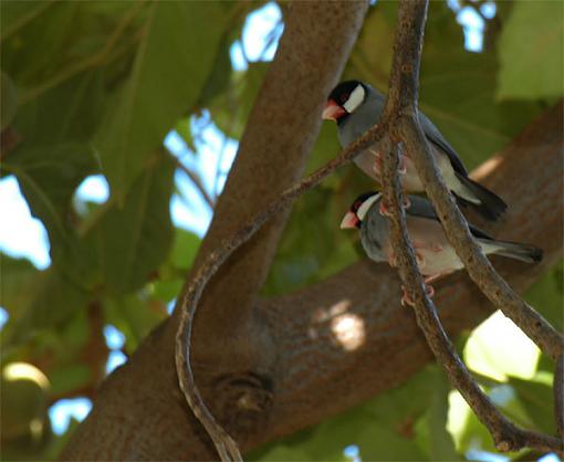 Hey Bird-man!?!-birds.jpg