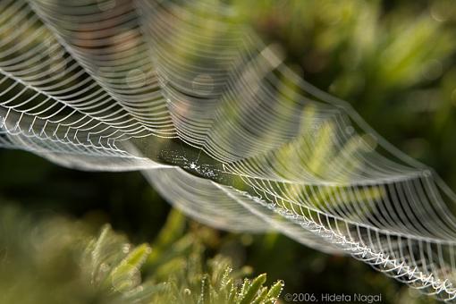 A Spider's Web-web-05-27-06.jpg