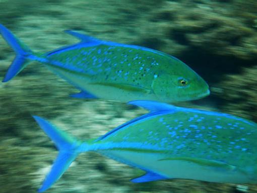 First attempts at underwater photography-hawaiiuw-0001.jpg