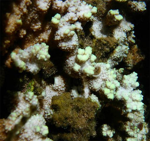 First attempts at underwater photography-hawaiiuw-0003.jpg