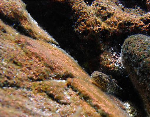 First attempts at underwater photography-hawaiiuw-0005.jpg