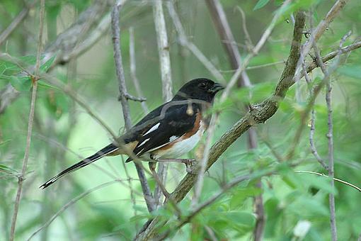 Summer Bird ID Thread-2735w.jpg