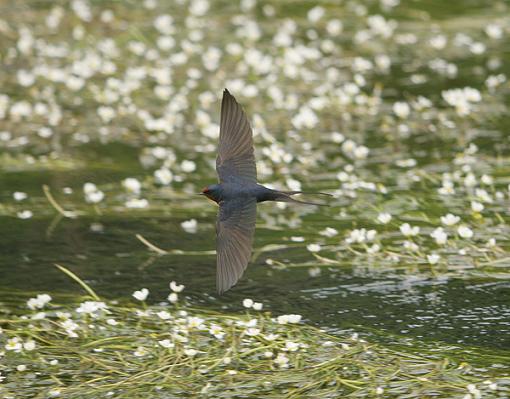 Back from holiday.-swallow-2-fr.jpg