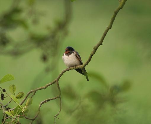 Back from holiday.-swallow-3-fr.jpg