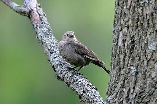 Summer Bird ID Thread-1825w.jpg