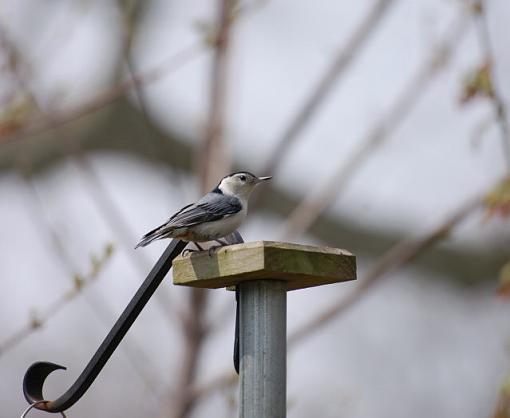 beginner photographer-nuthatch1.jpg