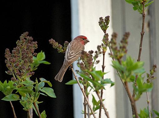 beginner photographer-housefinch-m4.jpg